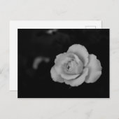 黒い背景に白い小バラの花 ポストカード (正面/裏面)