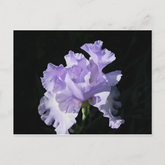 黒い背景に紫の虹彩花 ポストカード (正面)