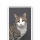 黒い背景に緑の目を持つタビー猫 シール (正面)