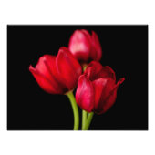 黒い背景に血の赤いチューリップカスタマイズ フォトプリント (正面)