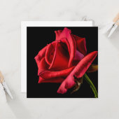 黒い背景に赤いバラ カード (正面/裏面インサイチュ)