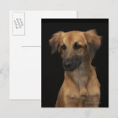 黒い背景に黒い鼻の茶色のレスキュー犬 ポストカード (正面/裏面)