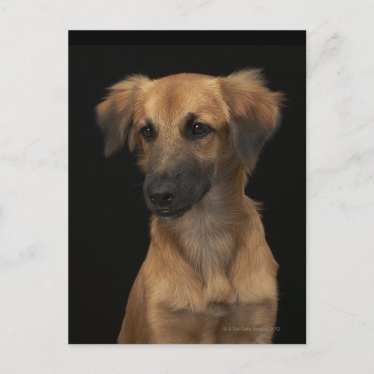 黒い背景に黒い鼻の茶色のレスキュー犬 ポストカード (正面)