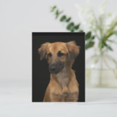 黒い背景に黒い鼻の茶色のレスキュー犬 ポストカード (スタンド正面)
