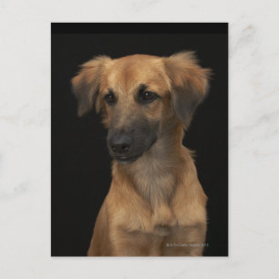 黒い背景に黒い鼻の茶色のレスキュー犬 ポストカード