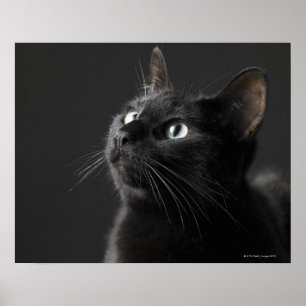 黒い背景に黒猫、クローズアップ ポスター