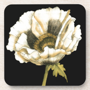 黒い背景のクリーム色のケシの花 コースター