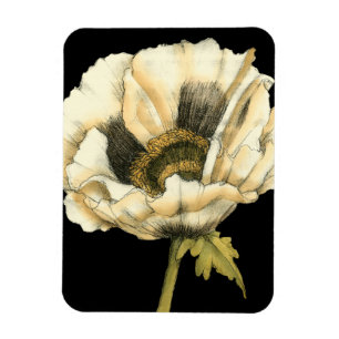 黒い背景のクリーム色のケシの花 マグネット