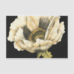 黒い背景のクリーム色のケシの花 薄葉紙