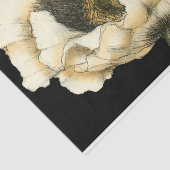 黒い背景のクリーム色のケシの花 薄葉紙 (詳細)