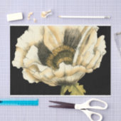 黒い背景のクリーム色のケシの花 薄葉紙 (クラフト)