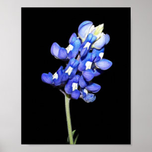 黒い背景の独身のなBluebonnet ポスター