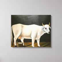 黒い背景の白い牛（家畜）