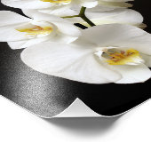黒い背景を持つ美しい白い蘭 フォトプリント            (角)