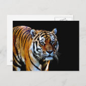 黒い背景を持つ虎 ポストカード (正面/裏面)