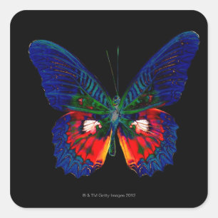 黒い背景幕2に対するカラフルな蝶デザイン スクエアシール