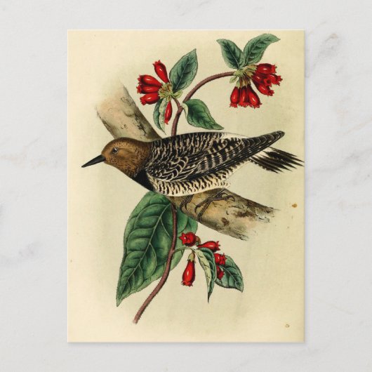 黒い胸を持つキツネザル ポストカード (正面)