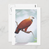 黒い色のタカ ポストカード (正面/裏面)