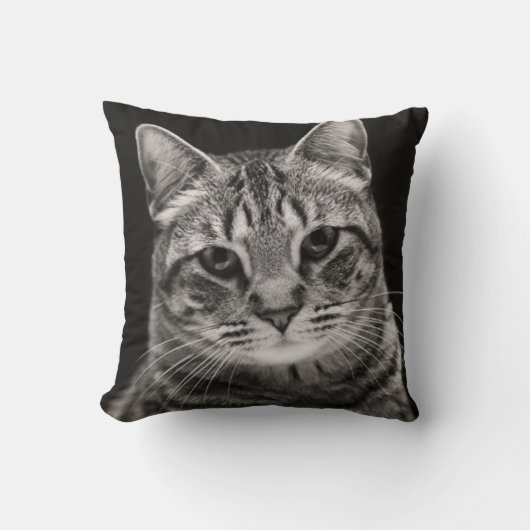 黒い虎猫の子ネコ クッション (正面)