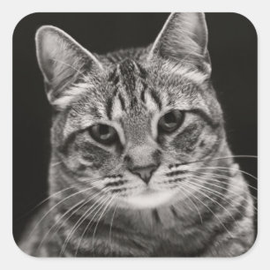 黒い虎猫の子ネコ スクエアシール