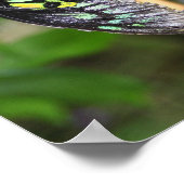 黒い蝶自然 ポスター (角)