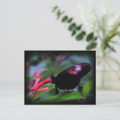 黒い蝶 ポストカード (スタンド正面)