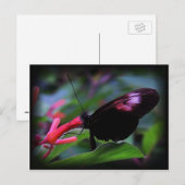 黒い蝶 ポストカード (正面/裏面)