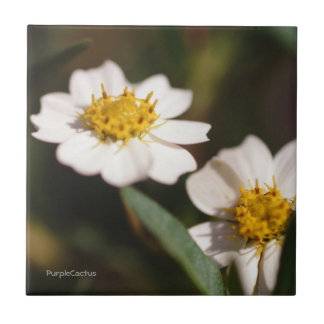 黒い足のデイジー タイル