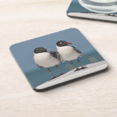 黒い頭のカモメ コースター (左側)