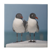 黒い頭のカモメ タイル (正面)