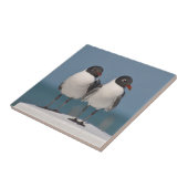 黒い頭のカモメ タイル (側面)