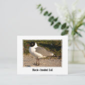 黒い頭のカモメ ポストカード (スタンド正面)