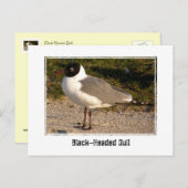 黒い頭のカモメ ポストカード (正面/裏面)