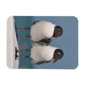 黒い頭のカモメ マグネット (横)