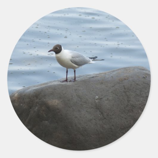 黒い頭のカモメ ラウンドシール (正面)