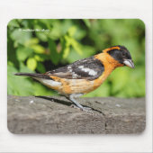 黒い頭のグロスベイクソングバードのクローズアップ マウスパッド (正面)