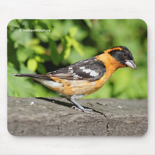 黒い頭のグロスベイクソングバードのクローズアップ マウスパッド (正面)