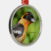 黒い頭のグロスベークの松の鳥のクローズアップ メタルオーナメント (右)