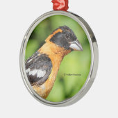 黒い頭のグロスベークの松の鳥のクローズアップ メタルオーナメント (左)