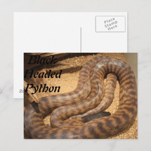 黒い頭のPython ポストカード (正面/裏面)