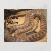 黒い頭のPython ポストカード (正面)