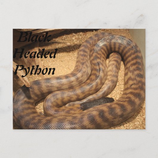 黒い頭のPython ポストカード (正面)