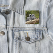 黒い顔のウッドスワロー、アルタマス・シネレウス。 缶バッジ (インサイチュ)