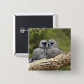 黒い顔のウッドスワロー、アルタマス・シネレウス。 缶バッジ (正面&裏面)