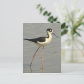 黒い首の棒はがき ポストカード (スタンド正面)