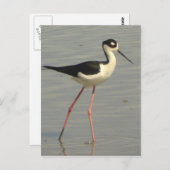 黒い首の棒はがき ポストカード (正面/裏面)