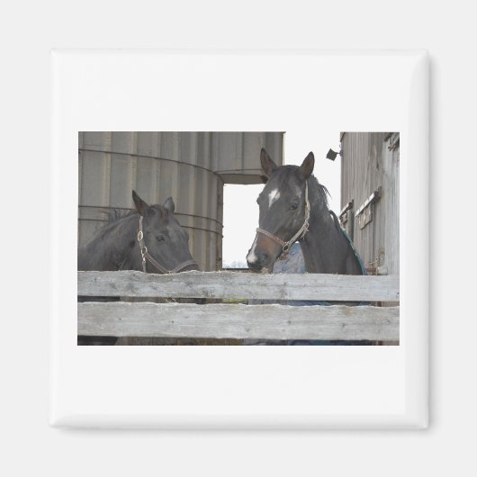 黒い馬/牧場 マグネット (正面)