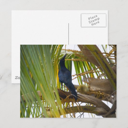 黒い鳥 ポストカード (正面/裏面)