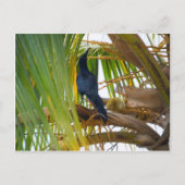 黒い鳥 ポストカード (正面)