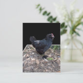 黒い鶏の三ポップ・アートの分出し,_はがき ポストカード (スタンド正面)